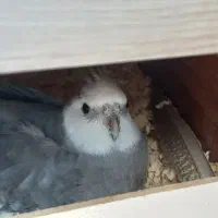 عروس هلندی وایت فیس