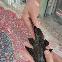 کتفیش لجنخوار اسپرت وارداتی|ماهی|کهریزک, |دیوار