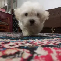 سگ شیتزو تریر|سگ|ارومیه, |دیوار