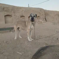 سگ سرابی|سگ|فیروزه, |دیوار