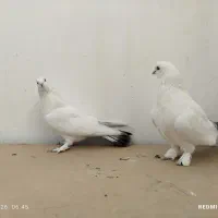 سفید دمبی پر