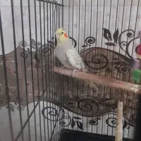 طوطی عروس زعفرانی|پرنده|همدان, |دیوار