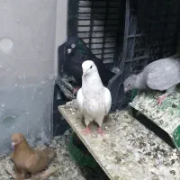 فروش تعدادی کبوتر