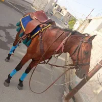 اسب ترکی سرحال