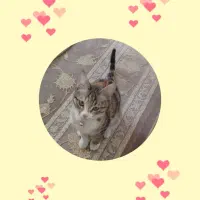 واگذاری گربه