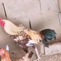 دورگ خروس جاوه
