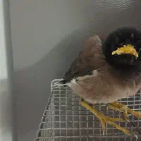 مرغمینا با قفس|پرنده|مشهد, شهرک امام هادی (شهرک غرب)|دیوار