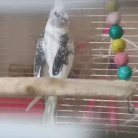 نرو دوکت عروس|پرنده|قم, شهرک امام حسن|دیوار