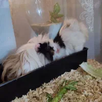 یک جفت خوکچه هندی|موش و خرگوش|اندیمشک, |دیوار