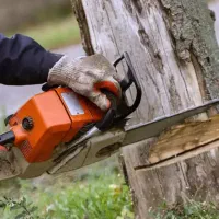 برش و هرس درختان