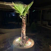 سالندار