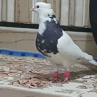 طوق سیاه الماسی و زاغ ابادانی 2تا نر