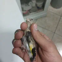 دوعددجوجه سره‌ نر