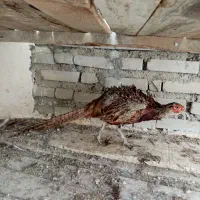 خروس امریکایی