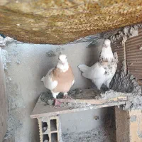 کبوتر|پرنده|سرپل ذهاب, |دیوار