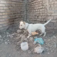 سگ ماده|سگ|نیشابور, رحمت آباد|دیوار