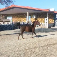 مادیان|اسب و تجهیزات اسب‌سواری|ماهیدشت, |دیوار