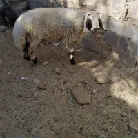 بره نر
