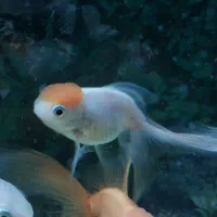 تعدادی ماهی گلدفیش|ماهی|اسلامشهر, مطهری|دیوار