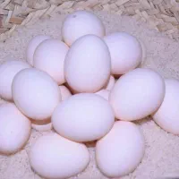 تخم مرغ تزئینی جاپانیز نطفه دار