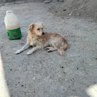 سگ پاکوتاه معاوضه با کفتر پرشی|سگ|شازند, |دیوار