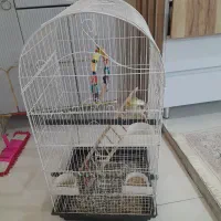 عروس هلندی ماده با قفس|پرنده|قدس, شهر‌قدس|دیوار