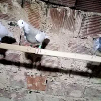 کبوتر