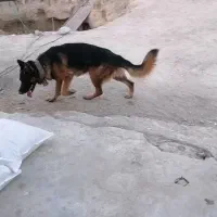 ژرمن شپرد کیفیت عالی