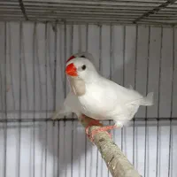 فنچ کرواتی فنچ ستاره ای فنچ بنگالی فنچ گلدین  زبرا|پرنده|کرج, ساسانی (قلمستان)|دیوار