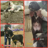 توله سگ الابایی|سگ|بجنورد, |دیوار