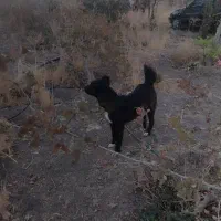 سگ ماده|سگ|مرودشت, فرهنگ|دیوار