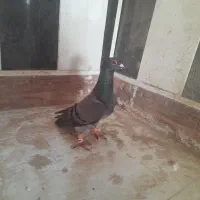 زاغ سبز چاپی گرفتنی|پرنده|نیشابور, ده حلاج|دیوار