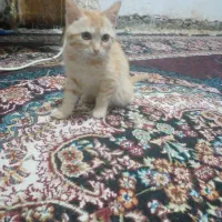 بچه گربه رایگان