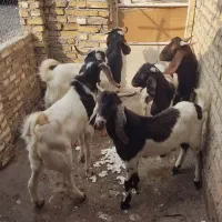 5عدد نر بز درجه یک