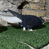 کفتر یا کبوتر نرو ماده عتیقه دمسفید