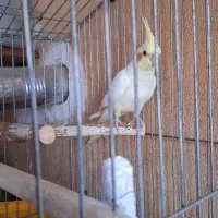 عروس هلندی لوتینو نر|پرنده|محمدشهر, شهرک پیام (مهرالبرز)|دیوار