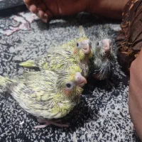 جوجه عروس هلندی سرلاکی