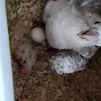 عروس هلندی مولد|پرنده|مشکیندشت, |دیوار