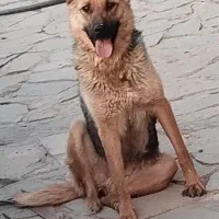 سگ ژرمن