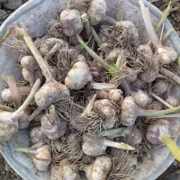 سلم یا سلف سیر