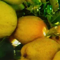 به تازه آبدار شیرین خوشمزه به فروش میرسد