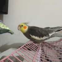 عروس هلندی نر و ماده با قفس|پرنده|شاندرمن, |دیوار