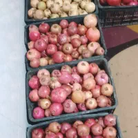 ۲۵۰کیلو انار درجه یک|گل و گیاه طبیعی|سیدان, |دیوار
