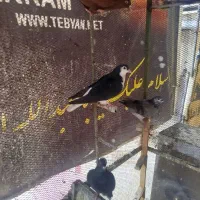 کبوتر پلاکی شهر سیاه