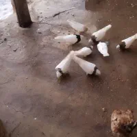 کبوتر طوقی اصل