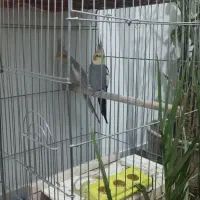 فروش جفت طوطی|پرنده|ارومیه, |دیوار