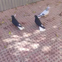 کبوتر دوم سفید|پرنده|تاکستان, |دیوار