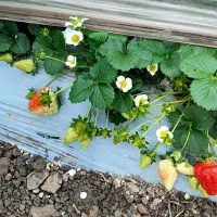 فروش انواع رقم های نهال توت فرنگی ارسال به همه جا