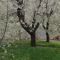 زمین باغی فروشی واقع در روستای مغان1000متر|فروش زمین و ملک کلنگی|مشهد, شهرک بهارستان|دیوار