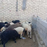 بره|حیوانات مزرعه|زرقان, |دیوار